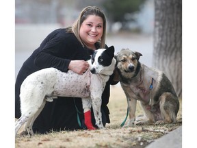 Kelly Cerato with Kitchi, right, and Cheveyo Monday April 4, 2016 outside the McKnight 24 Hour Veterinary Hospital where both dogs are being treated after being shot with arrows in Eden Valley. She runs Tails of the Misunderstood Canine Rescue Society and is hoping to raise funds to help with their recovery.  Kitchi lost a leg in the ordeal. (Ted Rhodes/Postmedia)