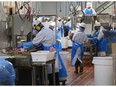 For The Michelle Lang Fellowship Project: The Immigration Question by Alia Dharssi Workers on the busy floor at Sunterra Meats in Trochu, Alberta, Wednesday August 31, 2016. The company employs many temporary foreign workers.  (Ted Rhodes/Postmedia)
Story slug: 9999 lang pt2