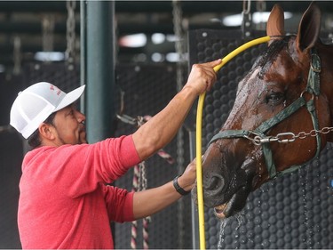 Marcelo Garcia washes up Cartier, the mount of Mexico's Antonio Maurer, Tuesday September 6, 2016. Spruce Meadows is gearing up to close the season with this week's The Masters.