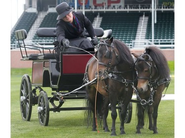 Katherine Dunne takes a ride with miniature horses Ricky, left, and Bobby in the International ring Tuesday September 6, 2016 as Spruce Meadows gears up for The Masters this week.
