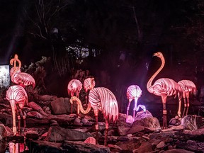Illuminasia, a lantern and garden festival featuring huge, colourful displays, will light up the Calgary Zoo again this fall.
