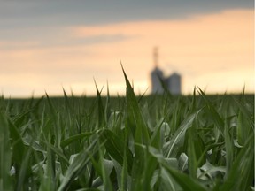 Corn fields and feed bins near Picture Butte, Alberta on August 3, 2010. Most crops in southern Alberta are behind in development because of a cold, rainy spring. Corn and other crops are heavily irrigated in this are. MIKE DREW/CALGARY SUN/QMI AGENCY