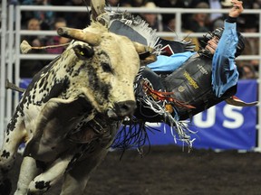 Zane Lambert of Ponoka about to fall off in the bull riding event during the 40th Canadian Finals Rodeo at Rexall Place in Edmonton, November 6, 2013.