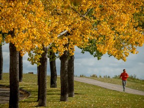 A runner jogs along the bike path among colourful poplar leaves by Fish Creek Park in Calgary on Sunday, Sept. 11, 2016.