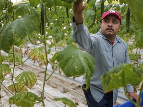 Wilfredo Ramirez, a temporary foreign worker from Guatemala, picks cucumbers during his shift at a greenhouse in Beamsville, Ont. in January 2016.
