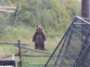 Grizzly bears encroach on Keith Lang's farm near Pincher Creek.