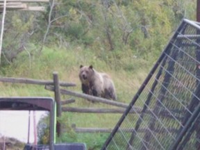 Grizzly bears invade Keith Lang's farm near Pincher Creek.