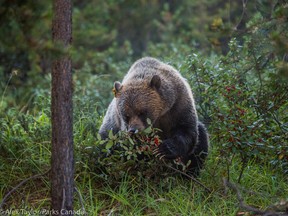 In a new study from the University of Calgary looked at the links between rising global temperatures and the fruiting of buffaloberries, which make up a large portion of a grizzly bears' pre-hibernation feast. A grizzly bear eats buffalo berries in Banff National Park in this file photo.