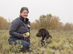 Heather McCubbin, a conservation canine handler with Alberta Environment and Parks, with Diesel in Fish Creek Provincial Park in Calgary. The chocolate lab is part of a team of dogs being trained to sniff out Thesium arvense, an invasive plant