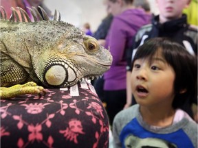 Mattias Ishiguro, 5, is enthralled with Yoshi, the green iguana at the Calgary Reptile Expo in 2014. It runs again on Saturday and Sunday this weekend.