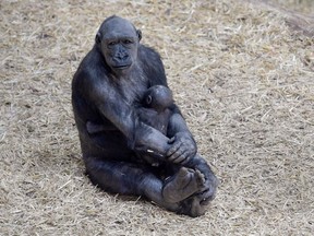 The Calgary Zoo's baby gorilla feeds with her mother in Calgary, Alta., on Wednesday, Sept. 7, 2016. Elizabeth Cameron/Postmedia