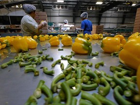 Still from "Migrant Dreams." Migrant workers pack vegetables. (CNW Group/TVO)
