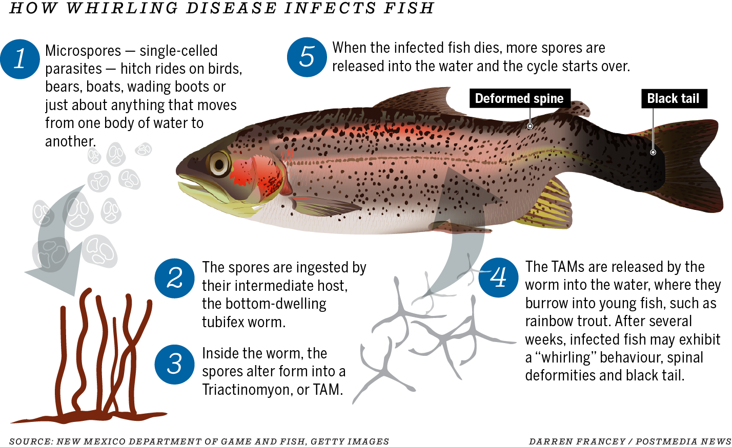 Graphic shows how whirling disease infects fish.