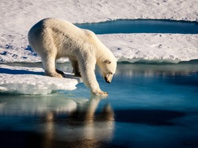 A handout photo provided by the European Geosciences Union on September 13, 2016 shows an undated photo of a polar bear testing the strength of thin sea ice in the Arctic.
Polar bears are among the animals most affected by changes in Arctic sea ice because they rely on this surface for essential activities such as hunting, traveling and breeding. A new study by University of Washington researchers, funded by NASA, finds a trend toward earlier sea ice melt in the spring and later ice growth in the autumn across all 19 polar bear populations, which can negatively impact the feeding and breeding capabilities of the bears. / AFP PHOTO / European Geosciences Union / Mario HOPPMANN / RESTRICTED TO EDITORIAL USE - MANDATORY CREDIT "AFP PHOTO / MARIO HOPPMANN / EUROPEAN GEOSCIENCES UNION"- NO MARKETING NO ADVERTISING CAMPAIGNS - DISTRIBUTED AS A SERVICE TO CLIENTSMARIO HOPPMANN/AFP/Getty Images