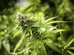 A marijuana plant grows at a Minnesota Medical Solutions greenhouse in Otsego, Minn., in this May 5, 2015, file photo. THE CANADIAN PRESS/AP-Glen Stubbe/Star Tribune via AP, File ORG XMIT: CPT124