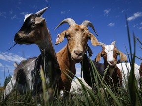 Goats munch on grass in Confluence Park in Calgary last summer as part of a pilot project to control invasive weeds.