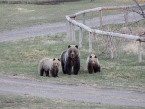 ALBERTA: A grizzly bear and her cubs in southern Alberta. Courtesy: Waterton Biosphere Reserve.