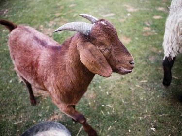 The Alice Sanctuary house all sorts of rescue farm animals.