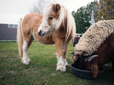 The Alice Sanctuary house all sorts of rescue farm animals.