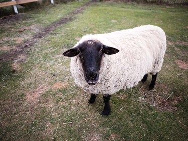 The Alice Sanctuary house all sorts of rescue farm animals.