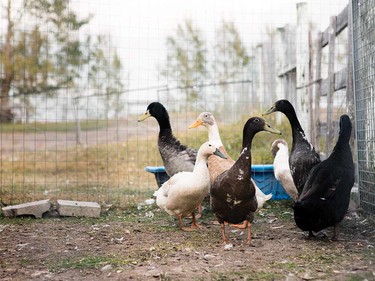 The Alice Sanctuary house all sorts of rescue farm animals.