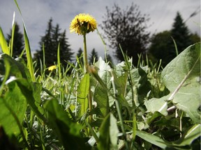 CALGARY - A late-blooming dandelions blossoms near 14 St and Prospect Ave SW on Sunday August 8, 2010. The province will soon take over the noxious weed act, meaning the city will no longer be able to deal with people who don't weed their property. LYLE ASPINALL/CALGARY SUN/QMI AGENCY