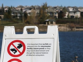 A sign posted by the City of Calgary warns people against fishing or releasing fish into the stormwater ponds in Royal Oak.