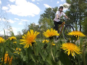 Cyclists ride past a cluster of dandelions on Memorial Drive on May 21, 2013.