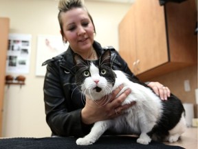 Krista Sylvester is reunited with her cat Phoenix in Calgary, Alta., on Thursday, October 27, 2016, after he ran away 10 years ago. Leah Hennel/Postmedia