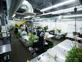 The marijuana trimming department at the grow operation facility at LivWell.