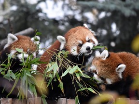 Red panda twins at the Calgary Zoo.