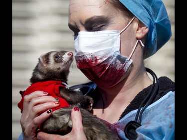 Kate Neville cuddles Scooter the ferret before taking part in the Zombie Walk in downtown Calgary, Alta., on Saturday, Oct. 15, 2016. The Zombie Walk is an annual event held mostly for fun but also to raise money and cash for the Calgary Food Bank. Lyle Aspinall/Postmedia Network