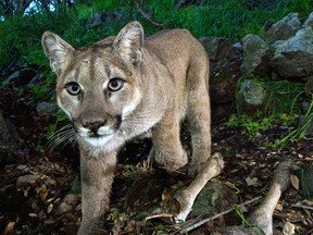 This Feb. 9, 2015 photo released by the National Park Service shows a picture taken from a remote camera in the Santa Monica Mountains National Recreation Area near the Los Angeles and Ventura county line, that captured a photo of a mountain lion identified as P-33 approaching an area to feed. The National Park Service says the mountain lion known as P-33 successfully crossed U.S. 101 in an important dispersal of the species from the hemmed-in range. The young female  crossed the highway early on March 9 on the Conejo Grade in the Camarillo area. It's only the second successful crossing of the freeway to be documented since the National Park Service began studying lions in the Santa Monica Mountains in 2002. The last time was in 2009 when a cougar crossed U.S. 101 in the opposite direction. (AP Photo/National Park Service) [PNG Merlin Archive]