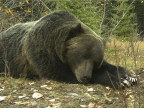 Grizzly bear No. 122 rests in Banff National Park in October 2014. He's expected to be wandering around the park until at least December.