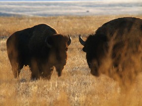 A pair of bull buffalo - plains bison - graze in Grasslands National Park near Val Marie, Saskatchewan, on October 18, 2011, where a total of 15 of critically-endangered black-footed ferrets were released into the park, the third release since 2009. The ferrets have been extirpated here since the 1930's. MIKE DREW/CALGARY SUN/QMI AGENCY