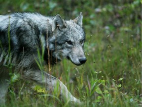 A wolf in Banff National Park.