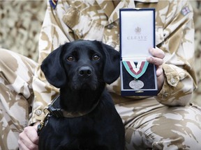 The Dickin Medal is the animal equivalent of a Victoria Cross.