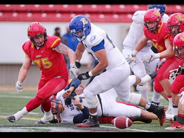 The Calgary Dinos scramble to recover a fumble after sacking UBC Thunderbirds quarterback Michael O'Connor during the Hardy Cup at McMahon Stadium in Calgary on Saturday November 12, 2016. Dinos linebacker Jakub Jakoubek scored a touchdown on the play.