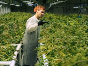 Cam Battley, senior vice-president with Aurora Cannabis Inc., examines marijuana plants in one of the ten grow rooms inside the company's 55,000 square medical marijuana production facility near Cremona.