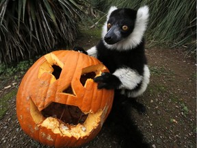 A ruffed lemur plays with a jack-o-lantern.