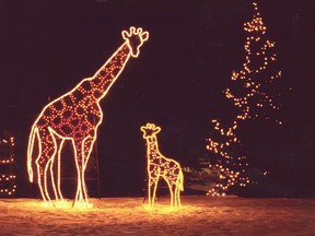 Zoolights blazes to life on Friday.