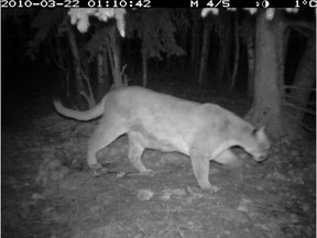 A wildlife camera set up near a Priddis area home captured these cougar photos in 2010. Residents are once again dealing with cougars in the area.