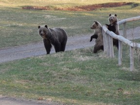 A female grizzly bear with cubs.