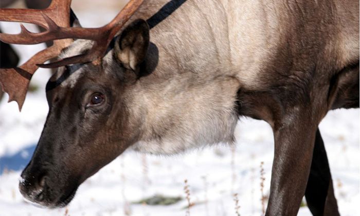 Wildlife experts denounce Alberta's wolf cull and protected caribou ...