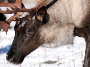 Little Smoky caribou are an endangered species and the province plans to cull wolves and create a predator-free enclosure to boost numbers.