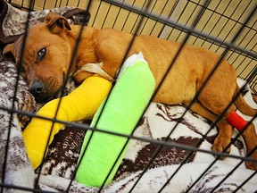 Panzer, a 4-month-old mixed breed, is now being cared for by AARCS after being attacked by a wild animal.