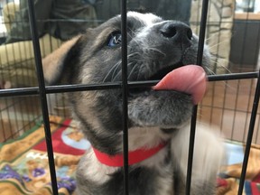 FILE PHOTO: This puppy is one of 51 animals rescued from Atikameg on April 16, 2016, by the Pet Food Bank of Parkland County in partnership with the Edmonton Humane Society. There were 30 dogs, including a dozen puppies, and 21 cats rescued from the remote Alberta community.