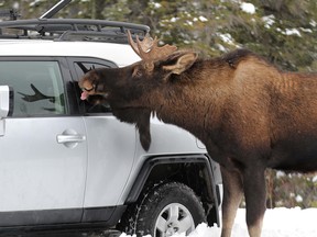 This bull moose was licking salt off a parked car along Smith-Dorrien Trail in Spray Lakes Provincial Park west of Calgary on November 29, 2011.