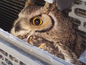 A Great horned owl is seen in this undated handout photo. Some high school students, a teacher, and a Alberta fish and wildlife officer worked together to free a Great horned owl stuck in the front grill of an SUV. The SUV, which belongs to an employee at a high school near Camrose, southeast of Edmonton, hit the owl while on the highway, and it got caught in the front end.