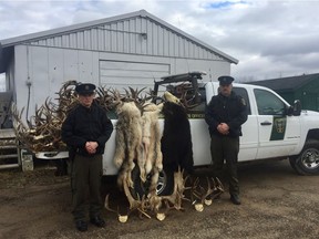 A taxidermist in Boyle, Alta., was charged after hundreds of animal parts and skins were left to rot. Courtesy, Alberta Fish and Wildlife